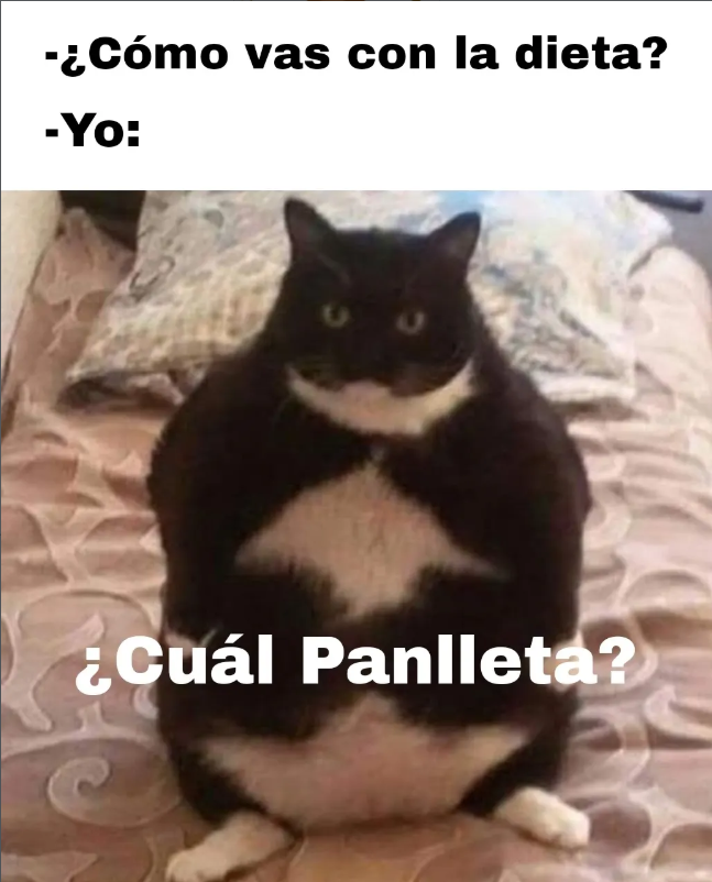 Meme de Panlletas sobre la dieta y un gato gordo